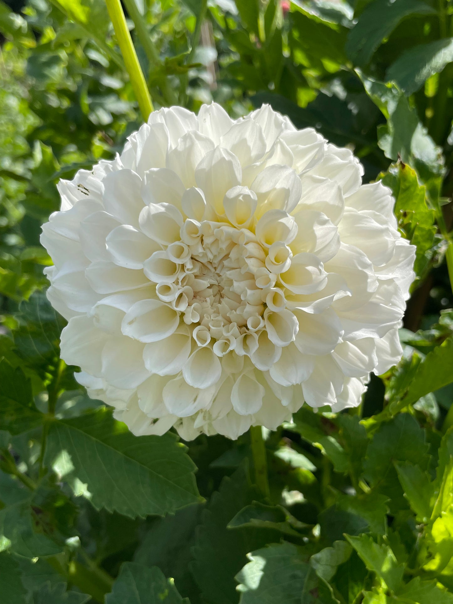 Irish Ruffles *LIMIT 1*