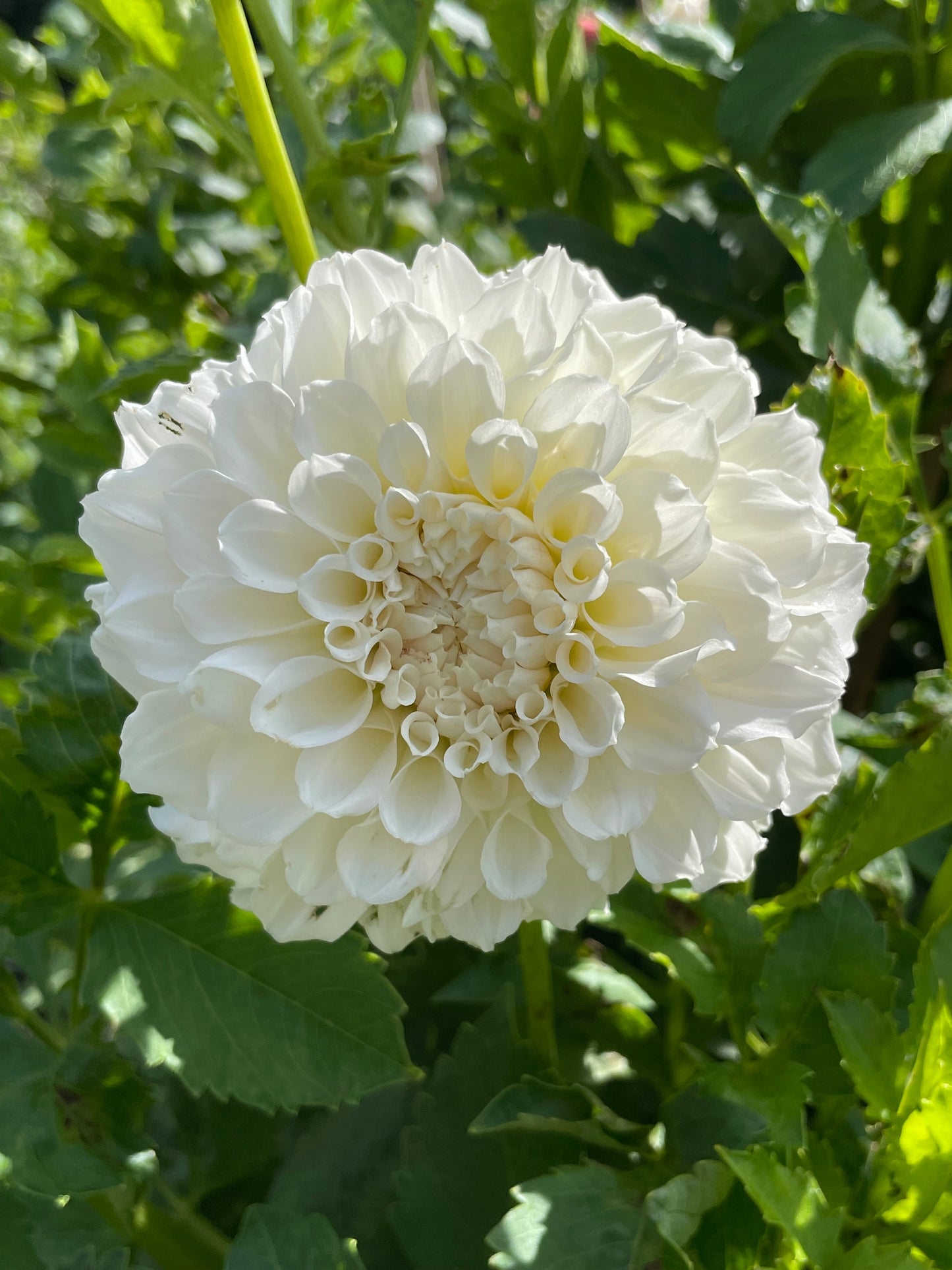 Irish Ruffles *LIMIT 1*