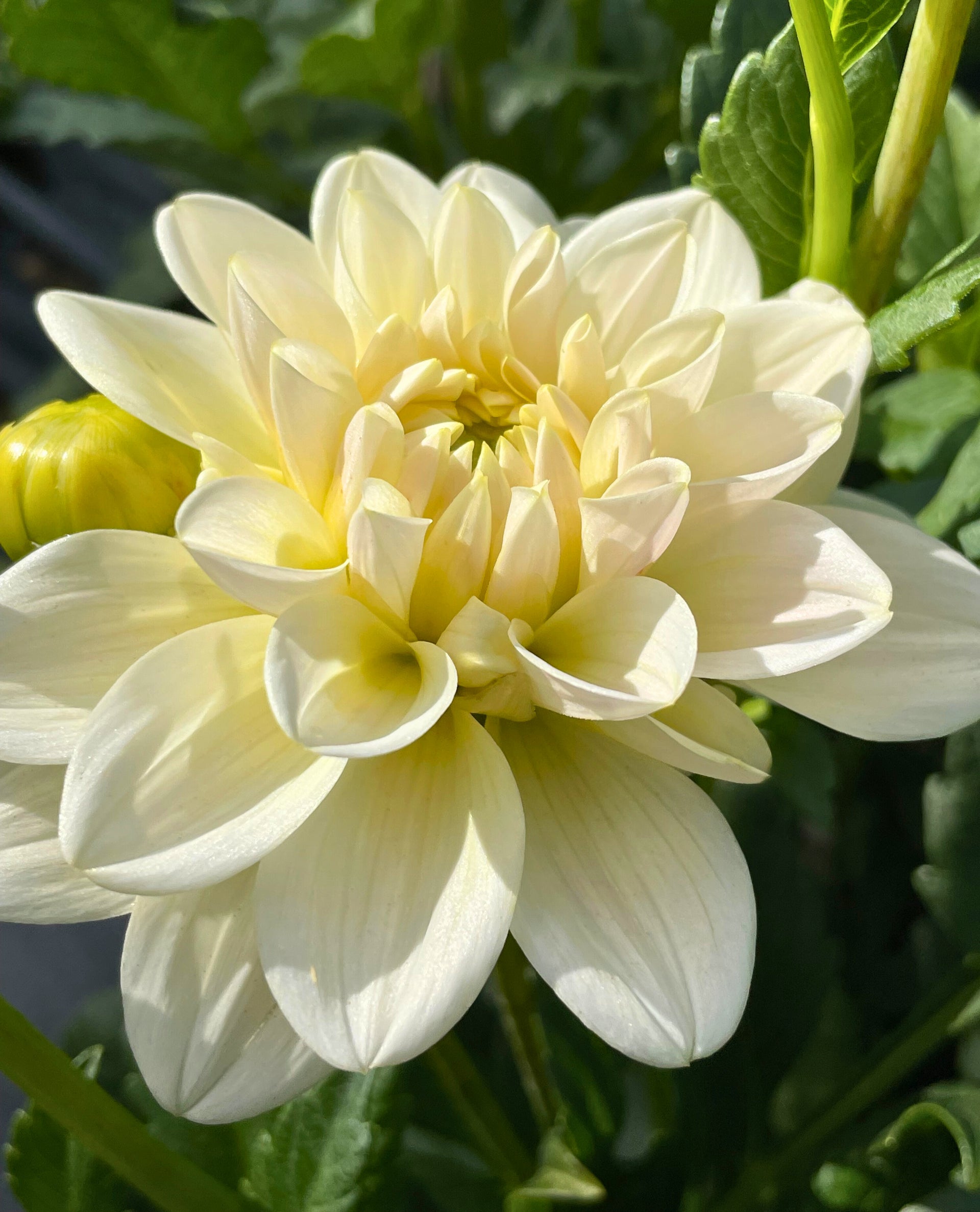 Caramel Antique Dahlia Tuber – Blooming Hill Farm