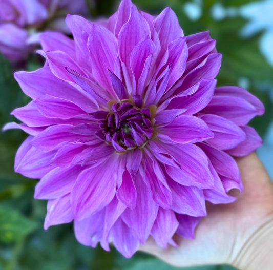 Lavender Ruffles