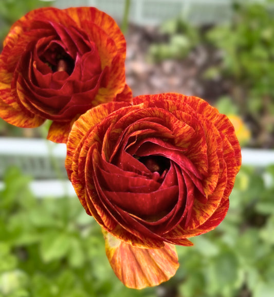 Ranunculus Tecolote Cafe Corms