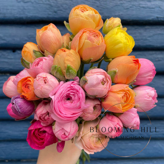 Amandine Pastel Mix Ranunculus